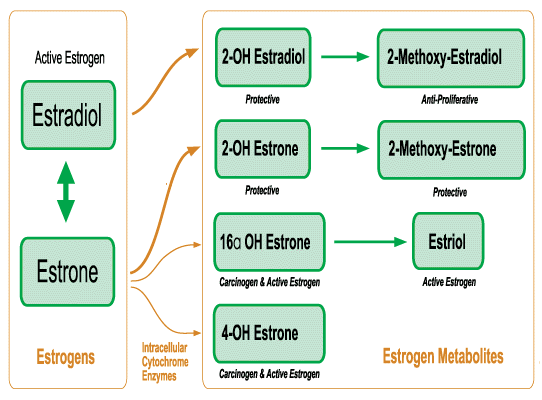 estrogen-balance